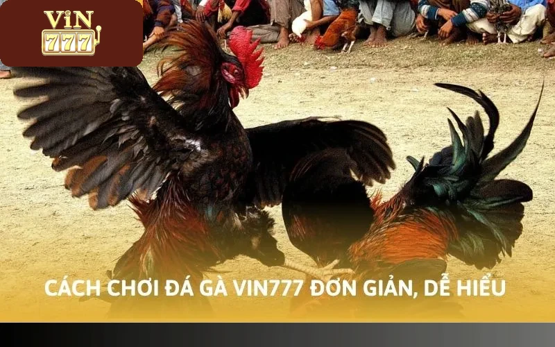 Cách Chơi Đá Gà Vin777 Trúng Đậm Tiền Tỷ Ít Ai Biết 3 Cách chơi đá gà Vin777 đơn giản, dễ hiểu