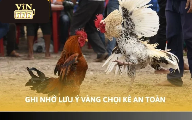 Cách Chơi Đá Gà Vin777 Trúng Đậm Tiền Tỷ Ít Ai Biết 5 Ghi nhớ lưu ý vàng chọi kê an toàn