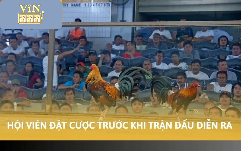 Cách Chơi Đá Gà Vin777 Trúng Đậm Tiền Tỷ Ít Ai Biết 4 Hội viên đặt cược trước khi trận đấu diễn ra