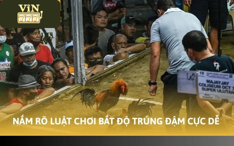 Cách Chơi Đá Gà Vin777 Trúng Đậm Tiền Tỷ Ít Ai Biết 2 Nắm rõ luật chơi bắt độ trúng đậm cực dễ